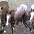 Broodmares