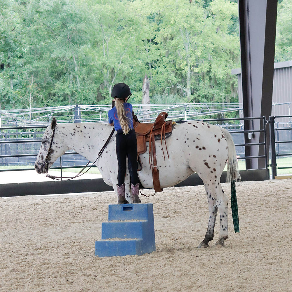 Basic Riding and Horsemanship