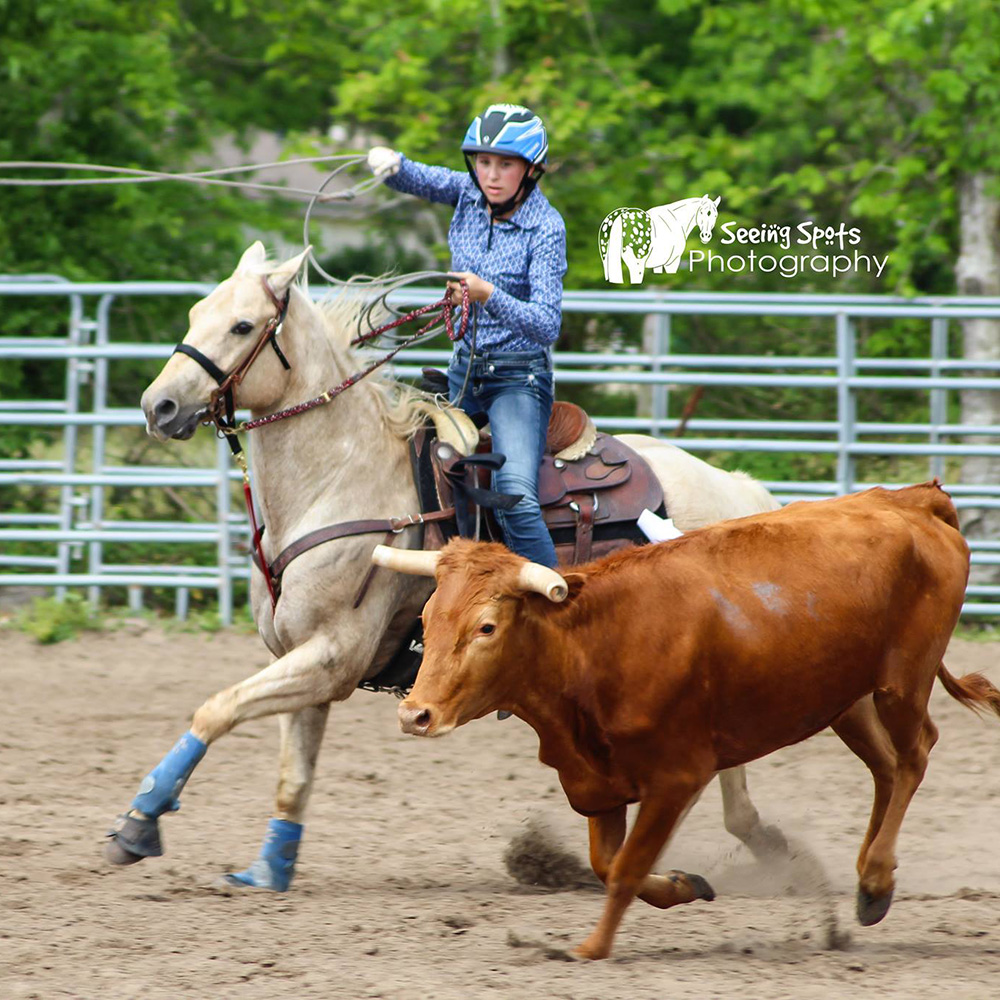 Cow Horse