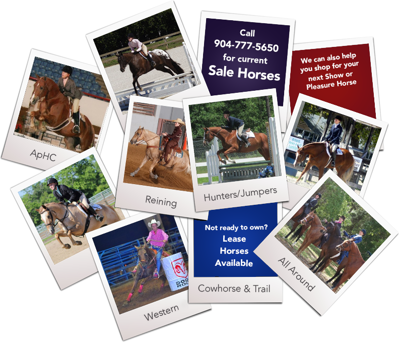 Call 904-777-5650 for current Sale Horses | Wecan also help you shop for your next show or pleasure horse | Not ready to own? Lease Horses Available
