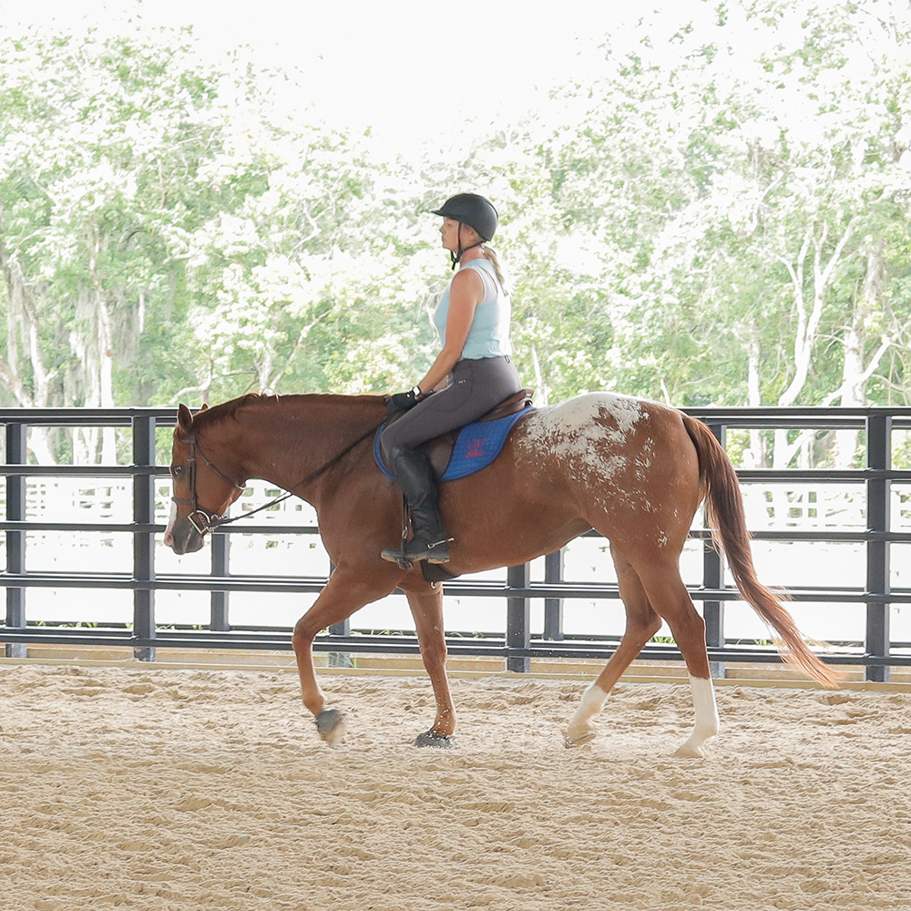 Hunter Under Saddle