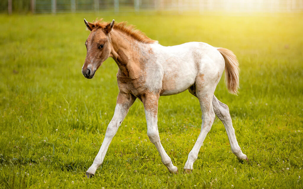 Windemere Equestrian logo