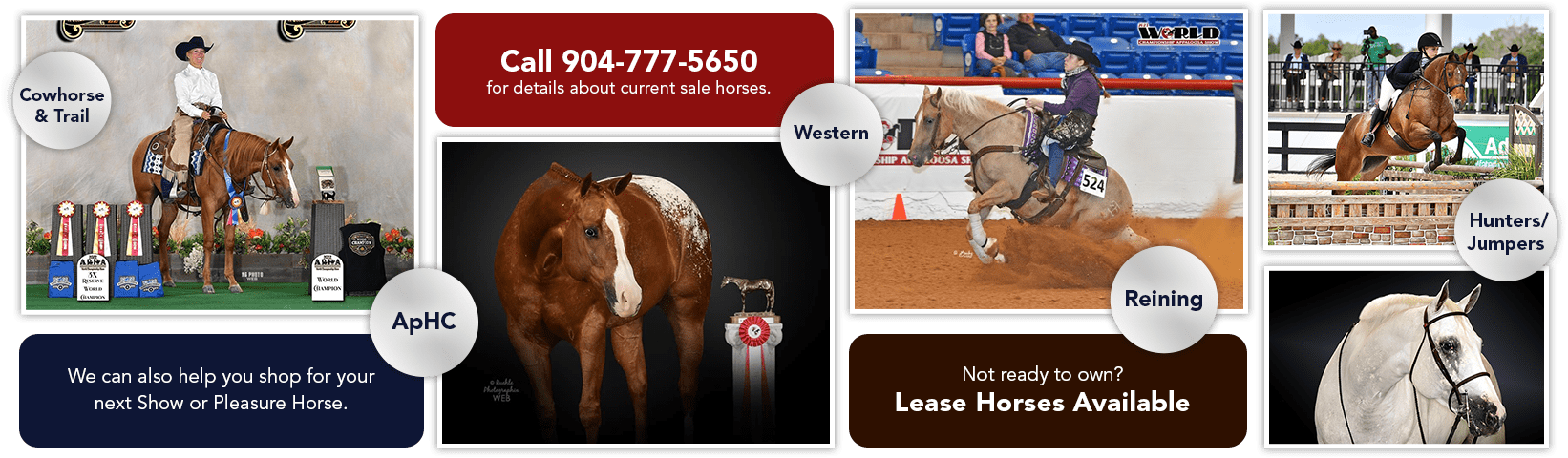 Call 904-777-5650 for current Sale Horses | Wecan also help you shop for your next show or pleasure horse | Not ready to own? Lease Horses Available