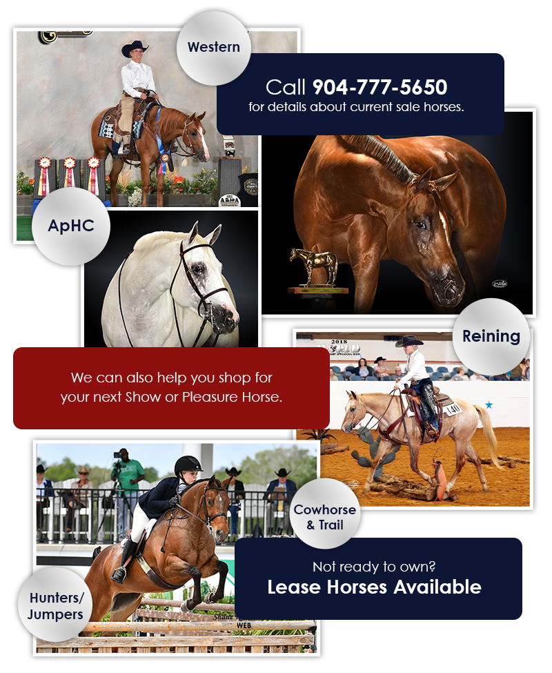 Call 904-777-5650 for current Sale Horses | Wecan also help you shop for your next show or pleasure horse | Not ready to own? Lease Horses Available